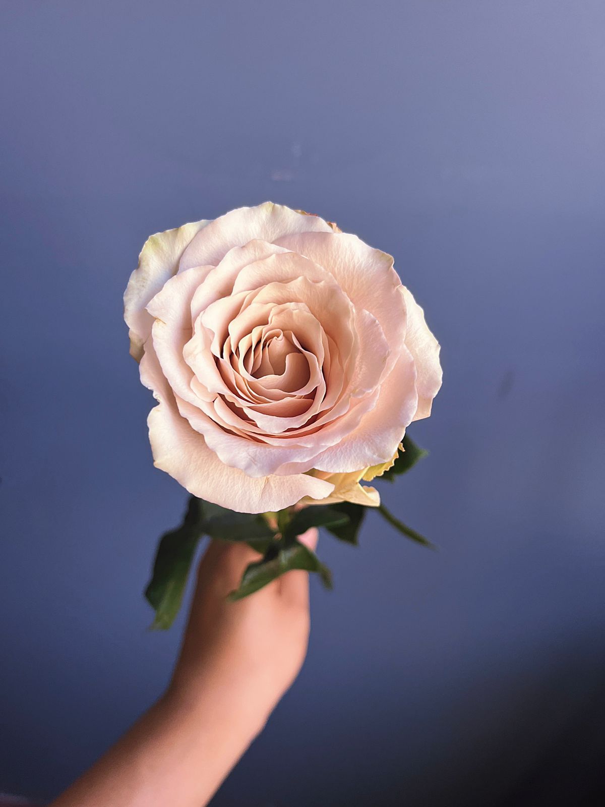 Arreglo floral Single Flowers